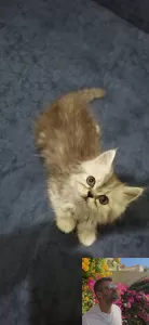 Персидский котенок ( Серебристая шиншилла)
